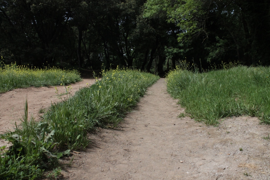grass-lined path