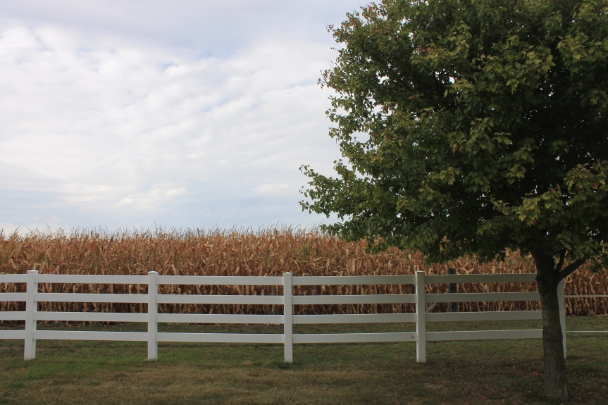 white fence, brown cornfield, and green tree