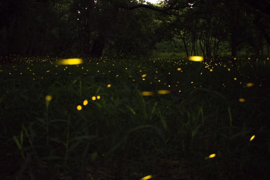 fireflies in long grass