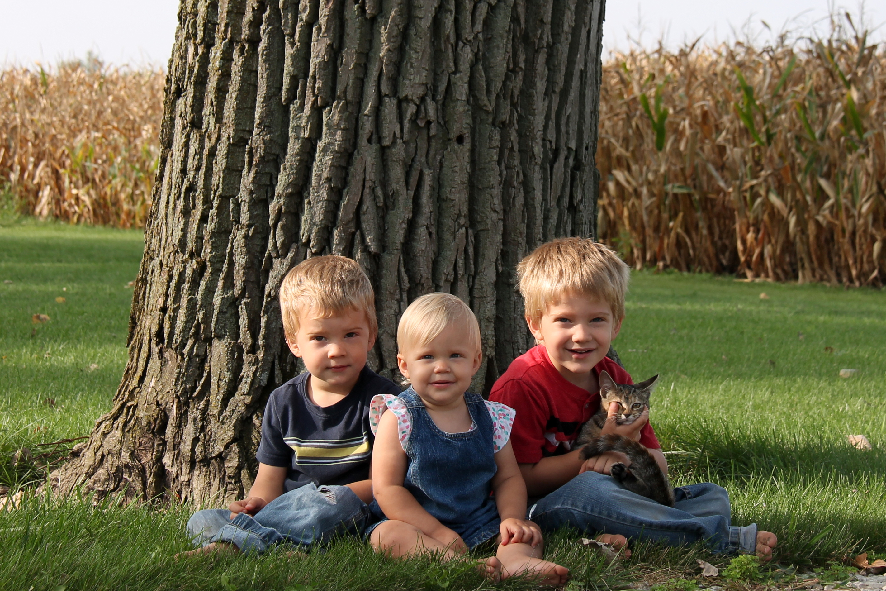 three little children with kitten in front of tree