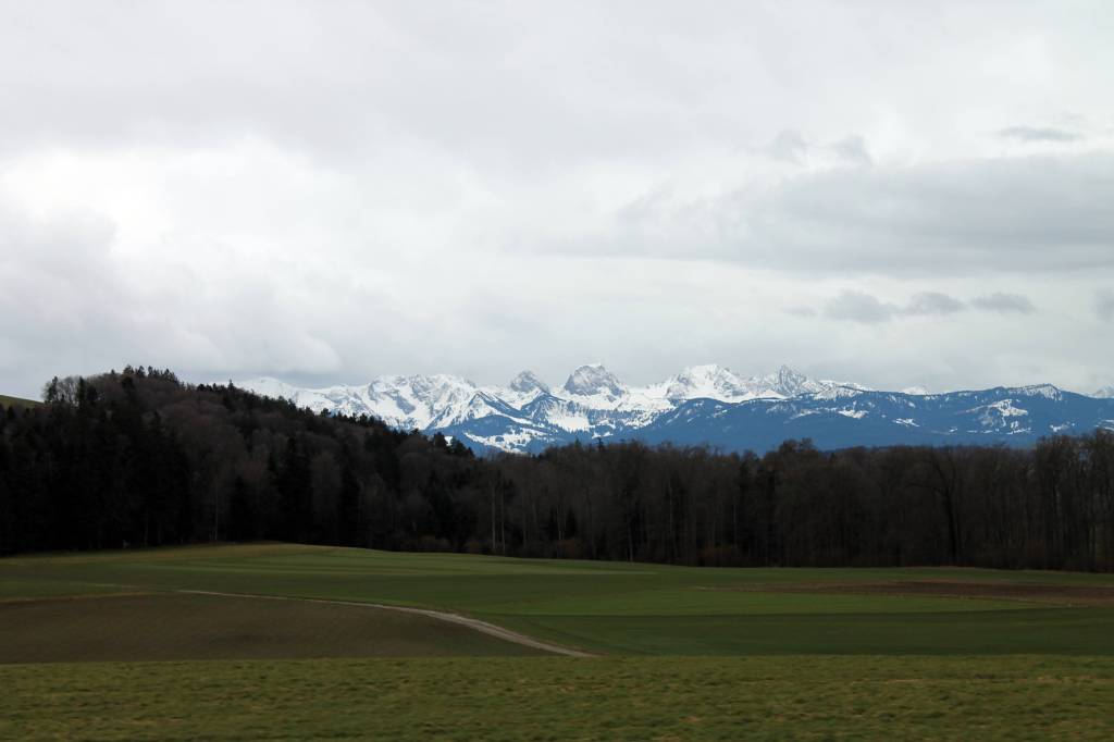 green grass, fir trees, and snow covered mountains